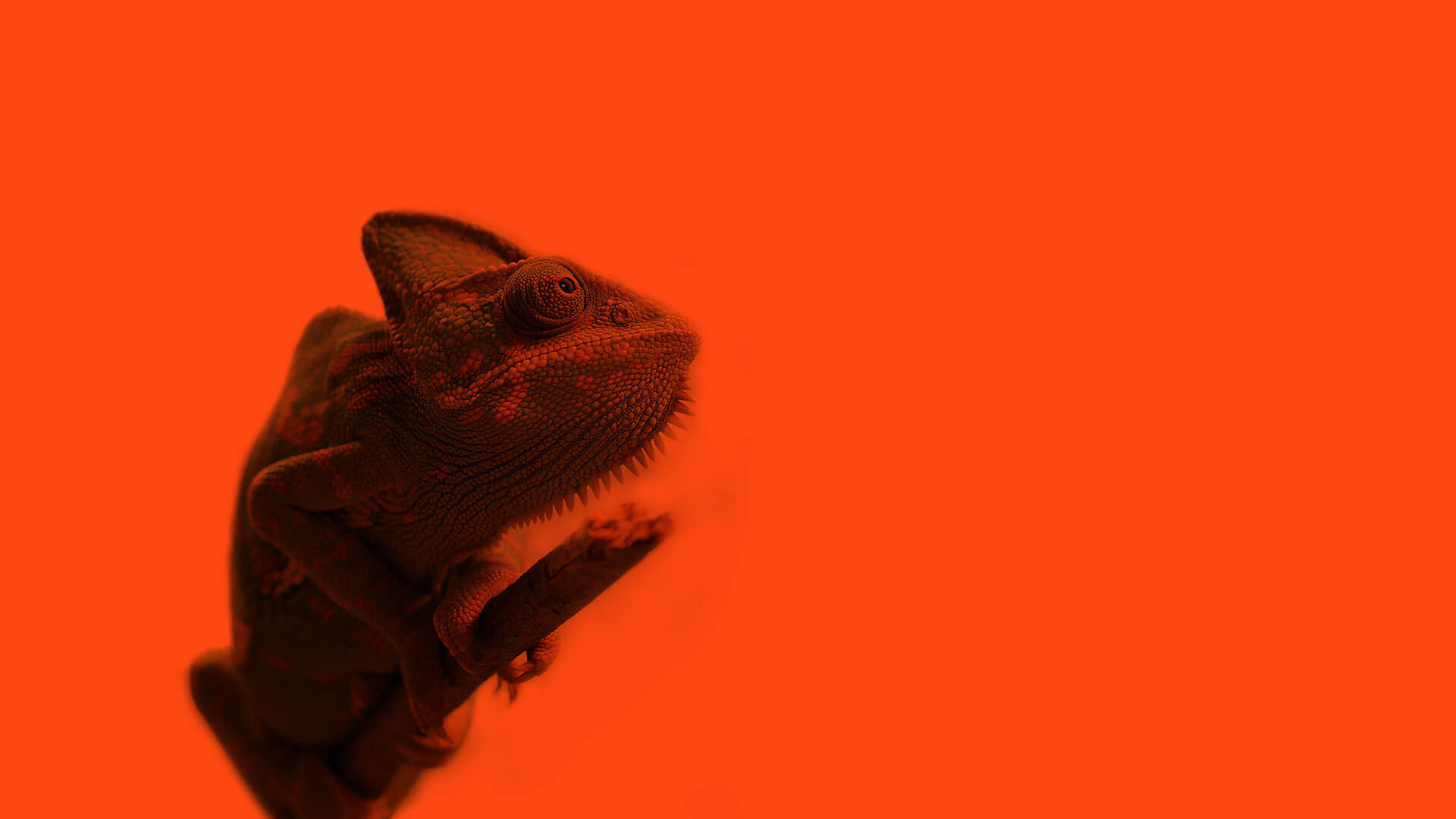 Website image of Chameleon