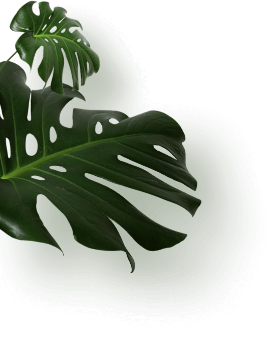 A vibrant green monstera leaf on a transparent background, showcasing its distinctive split and perforated shape
