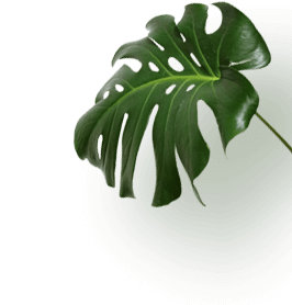 A large green leaf prominently displayed against a solid black background