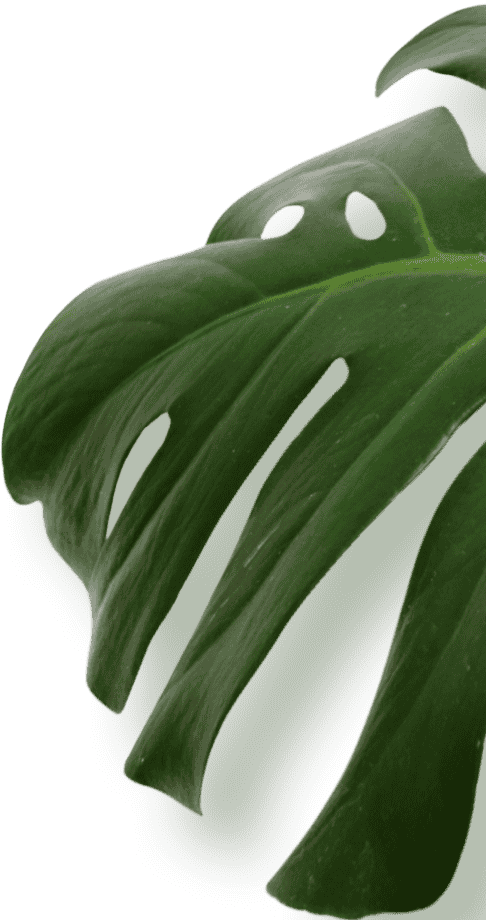  large green leaf rests on a clean white background, showcasing its vibrant color and intricate texture.