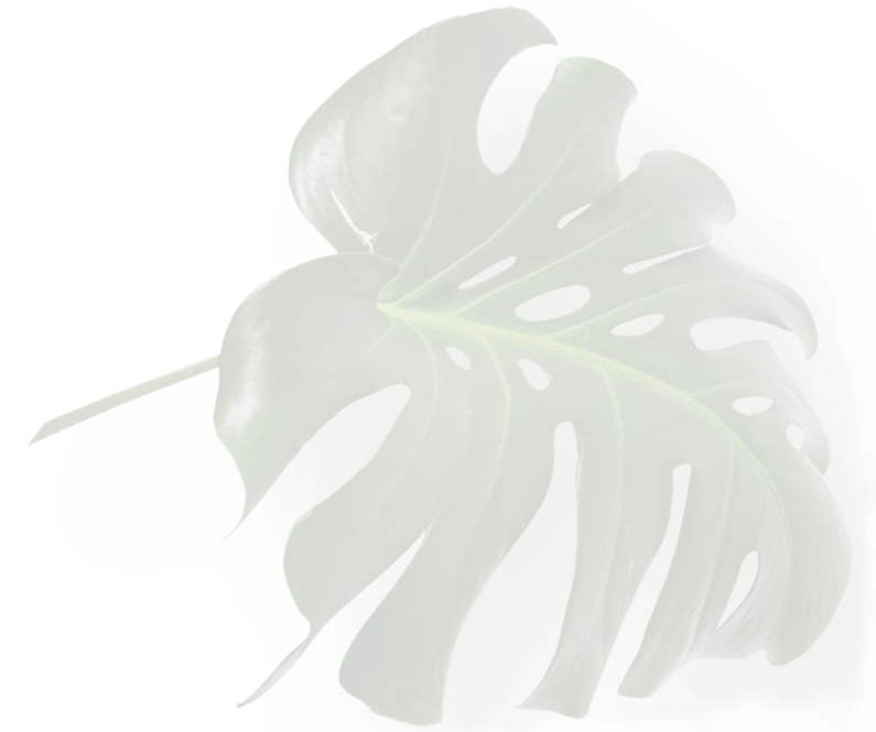 A large green leaf rests on a clean white background, showcasing its vibrant color and intricate texture.