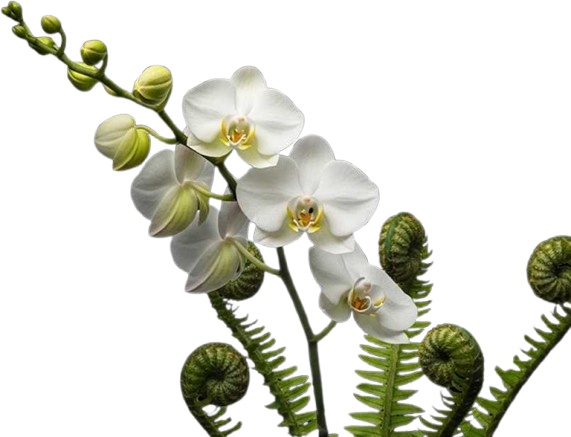 White orchid branch