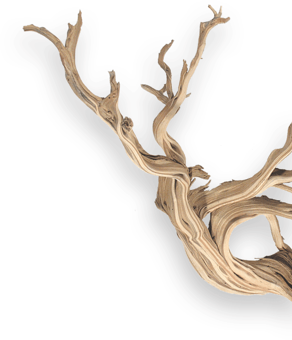 An empty tree branch, highlighting its intricate details and the surrounding foliage.