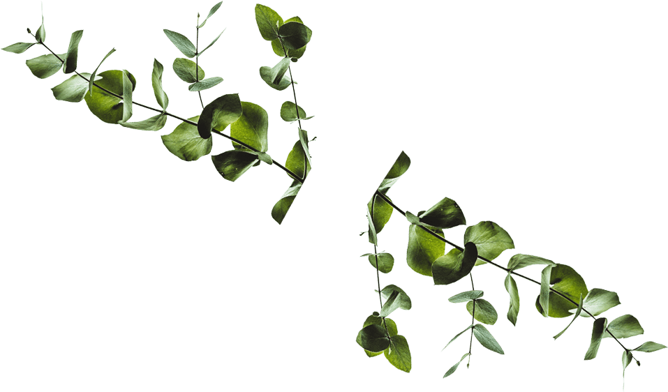 Two green leaves gently hang from a slender branch against a soft background, showcasing nature's delicate beauty.