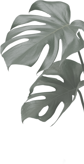 A vibrant monstera plant with lush green leaves set against a clean white background, showcasing its unique foliage.